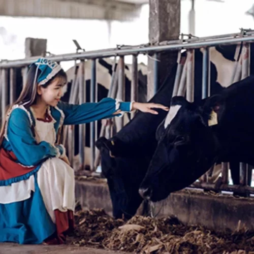 Kinh Nghiem Di Trang Trai Du Lich Bo Sua Dairy Farm