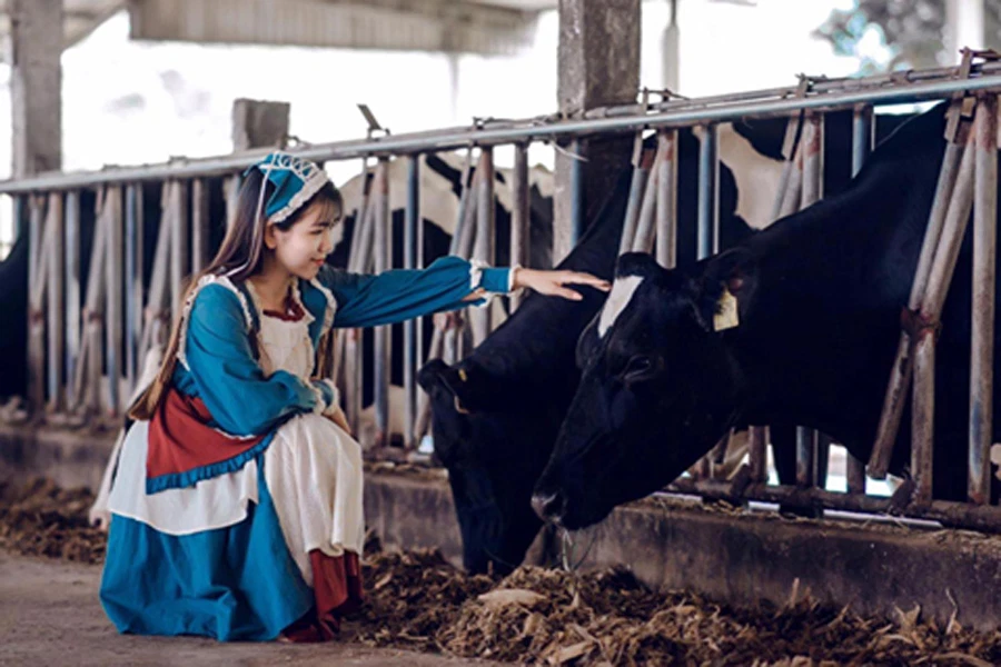 Kinh Nghiem Di Trang Trai Du Lich Bo Sua Dairy Farm